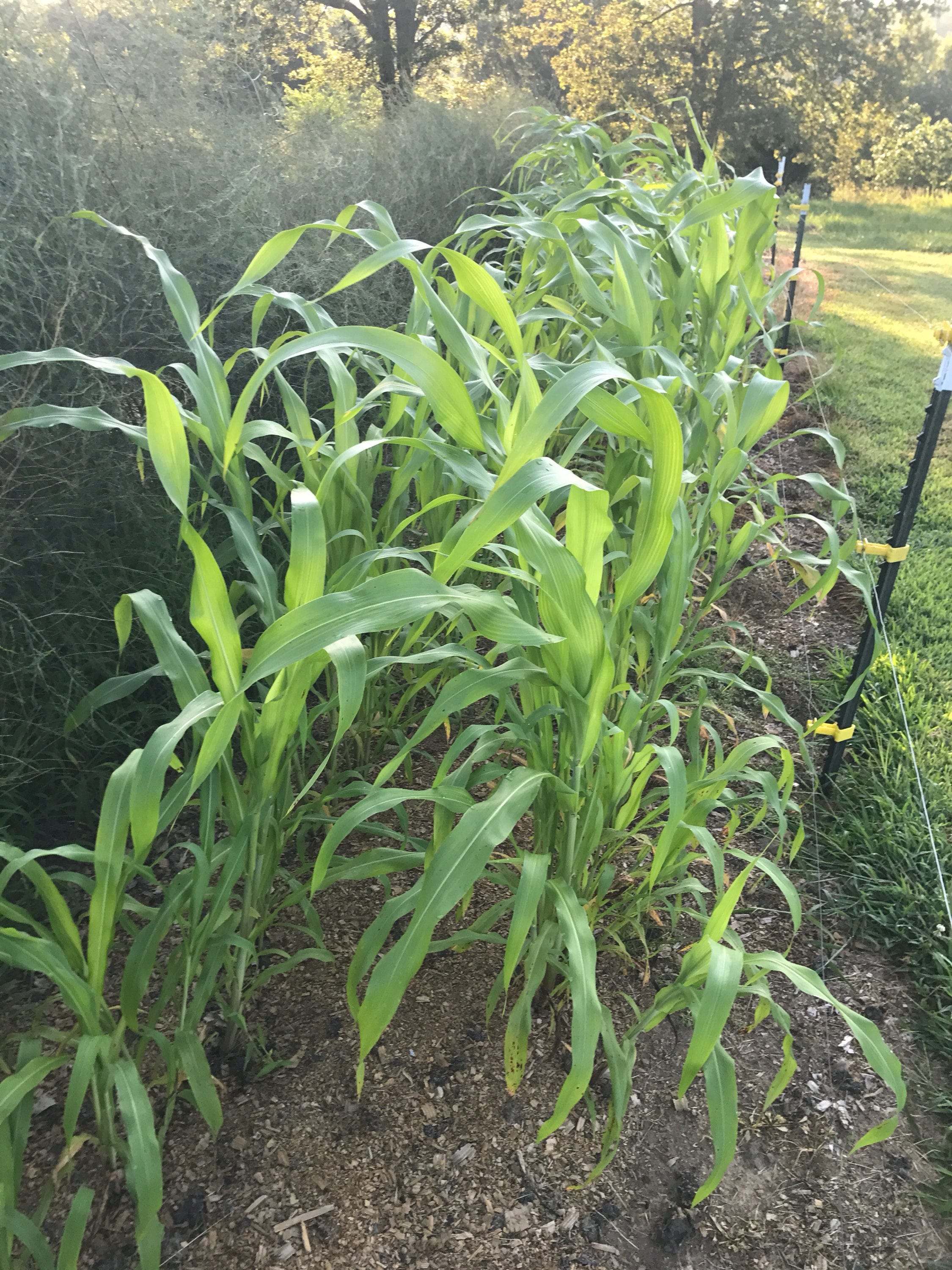 Broomcorn Seeds Mixed Colors Broom Corn Easy to Grow Etsy