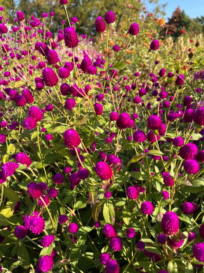 Audray Purple Red Gomphrena, 25 Dark Purple Globe Amaranth Seeds image 4