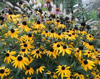 Rudbeckia fulgida, Goldsturm Rudbeckia, 45 Black Eye Susan Seeds,