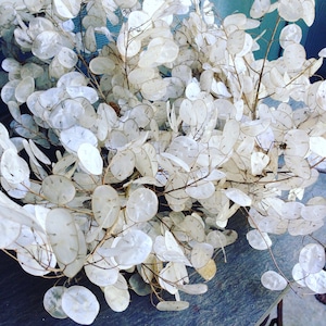 Lunaria Seeds: 50 Money Plant Seeds for Dried Flowers