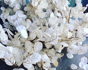Lunaria Seeds: 50 Money Plant Seeds for Dried Flowers