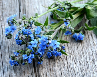 Forget Me Not Seeds, 50 Chinese Forget Me Not Seeds, Cynoglossum amabile, Firmament