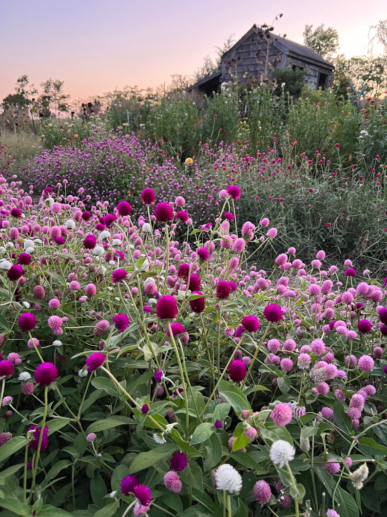 MountainlilyFarm Gomphrena Seeds - Thumbnail 2
