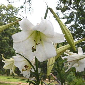 Lily Seeds, Formosa Lily Seeds, Heirloom Lily, 200 Flower Seeds, Lilium formosanum, Fresh From This Year's Crop image 6