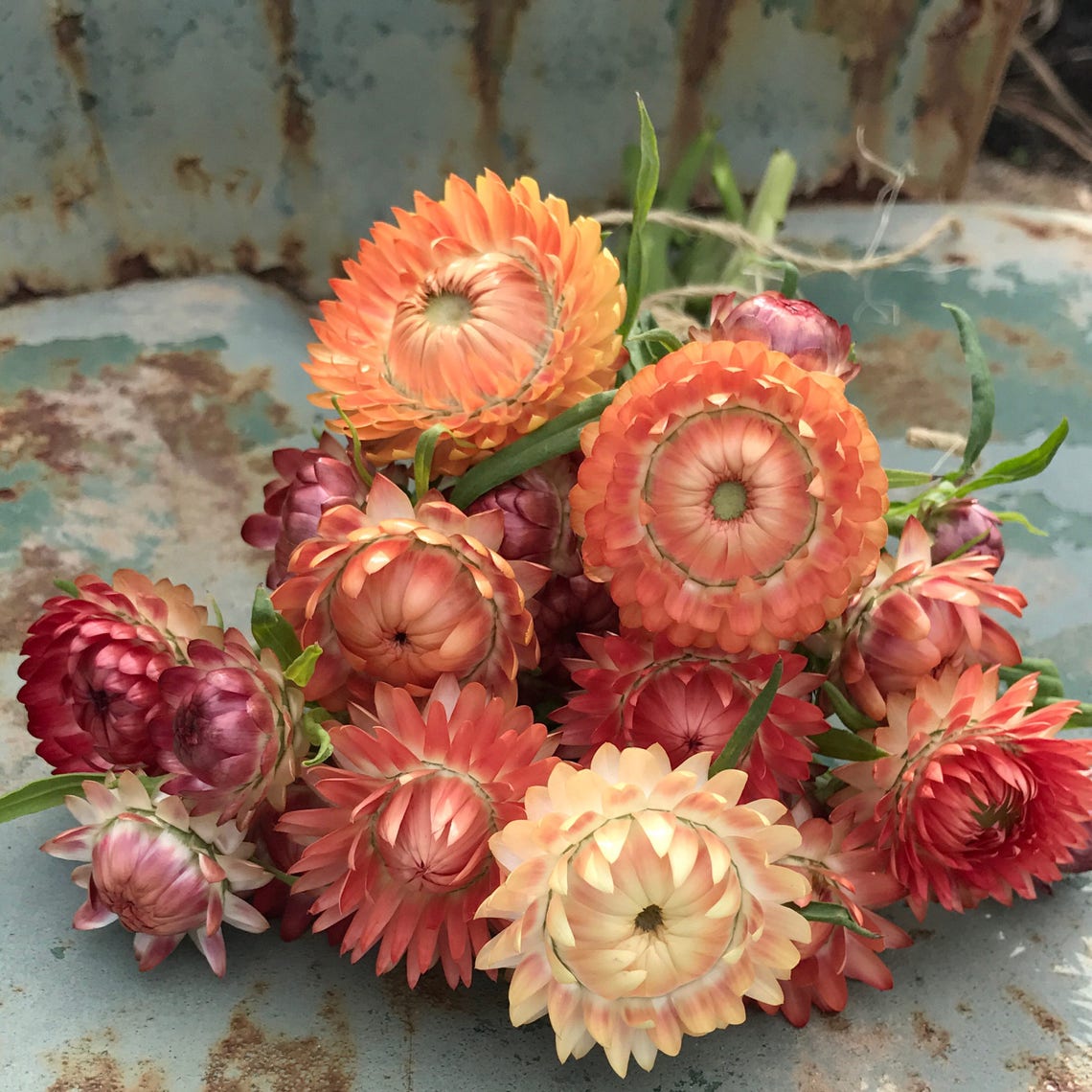 Strawflower Seeds Peach Mix Strawflowers Helichrysum Seeds Etsy
