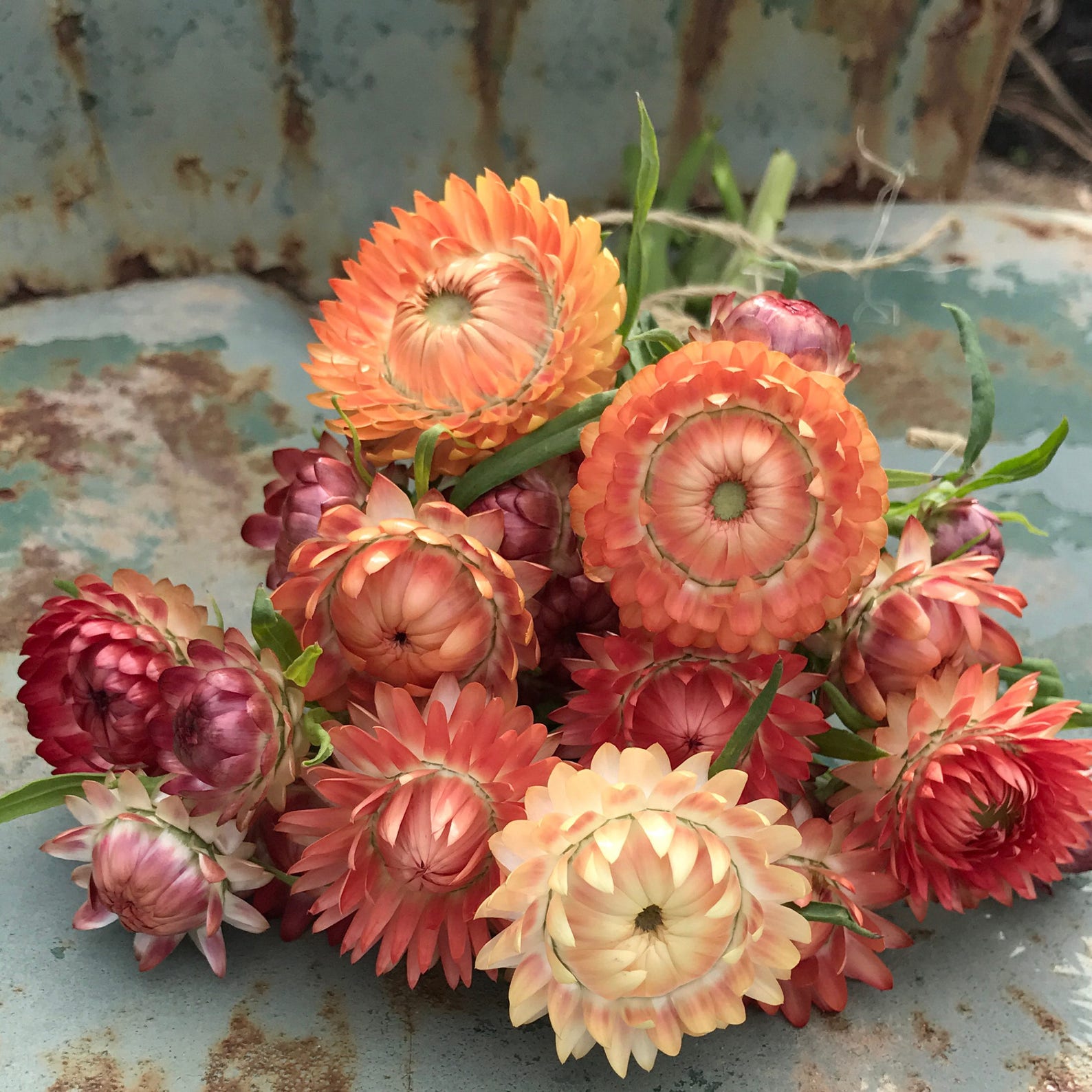 Strawflower Seeds Peach Mix Strawflowers Helichrysum Seeds Etsy