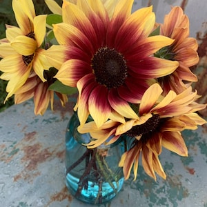 Florenza Sunflower Seeds, Large Sunflower with Strong Stems For Cut Flower Gardens