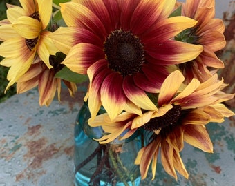 Florenza Sunflower Seeds, Large Sunflower with Strong Stems For Cut Flower Gardens