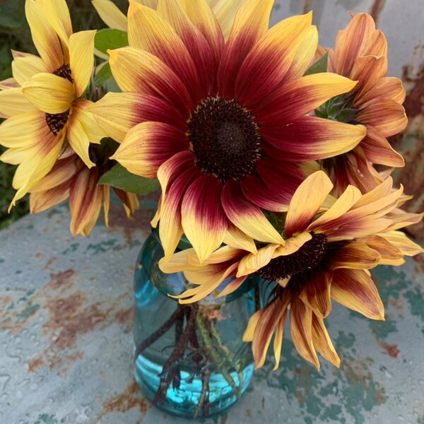 Florenza Sunflower Seeds, Bi Color Sunflower for Cut Flower Gardens