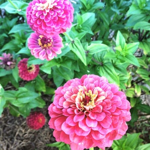 Queen Red Lime Zinnia, 20 Seeds Red Lime Zinnia, Great for Cut Flower Gardens and Butterfly Gardens 画像 5