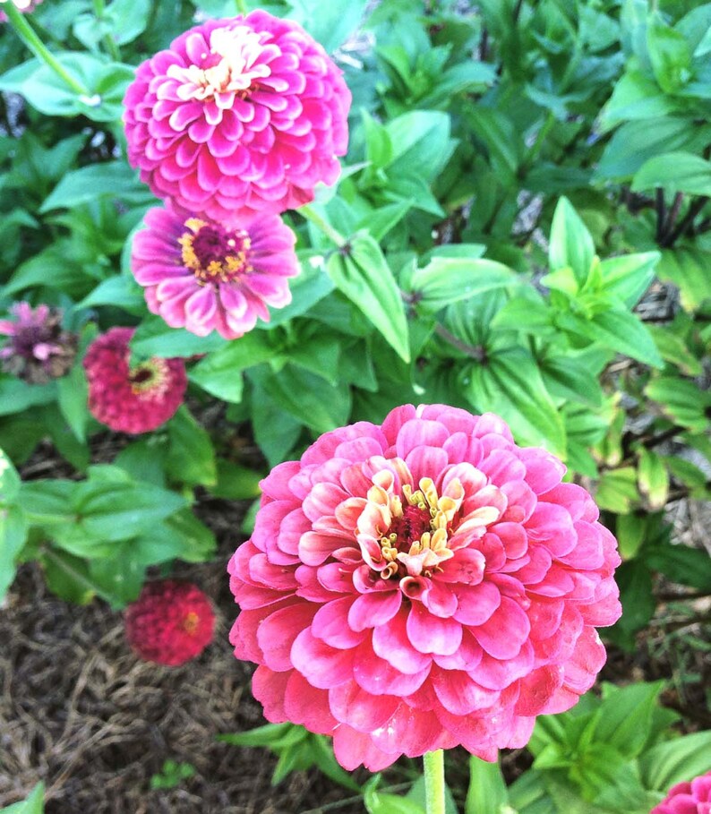 Queen Red Lime Zinnia, 20 Seeds Red Lime Zinnia, Great for Cut Flower Gardens and Butterfly Gardens 画像 5