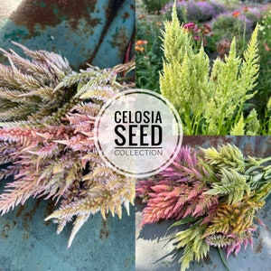 Celosia Seed Collection: 10 Annual Flower Garden Varieties