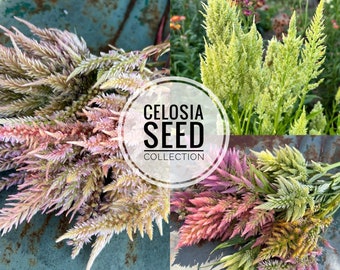 May include: A collection of Celosia seed packets. The image shows three different varieties of Celosia: a pink variety, a yellow variety, and a green variety. The seed packets are labeled "Celosia Seed Collection".