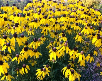 Yellow Coneflower Seeds: Native Pollinator Garden Plant (45 Seeds)