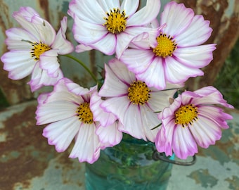 Picotee Cosmos Seeds: Pink Edged Flowers, Cottage Garden (25 Seeds)