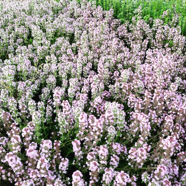 Creeping Thyme Etsy