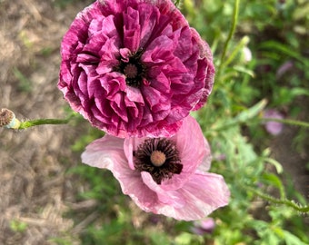 Pandora Poppy, 100 Seeds Papaver rhoeas Pandora, Shirley Poppy Seeds in a Purple Mix, Organically Grown Poppies