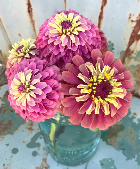 Queen Red Lime Zinnia Heirloom Zinnia Elegans Great For Cut Etsy