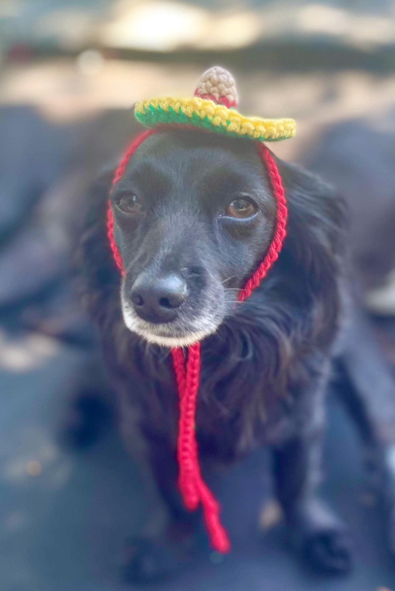 Four-Size Pet Sombrero Crochet Pattern