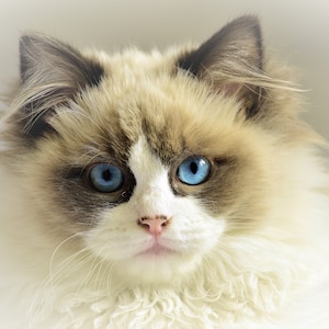 Once Upon A Dream Kitty Cats