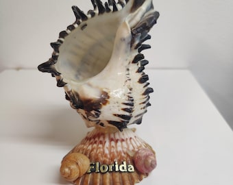 VTG Florida Souvenir Seashell Figurine Murex Shell on Scallop Base MCM  Decor