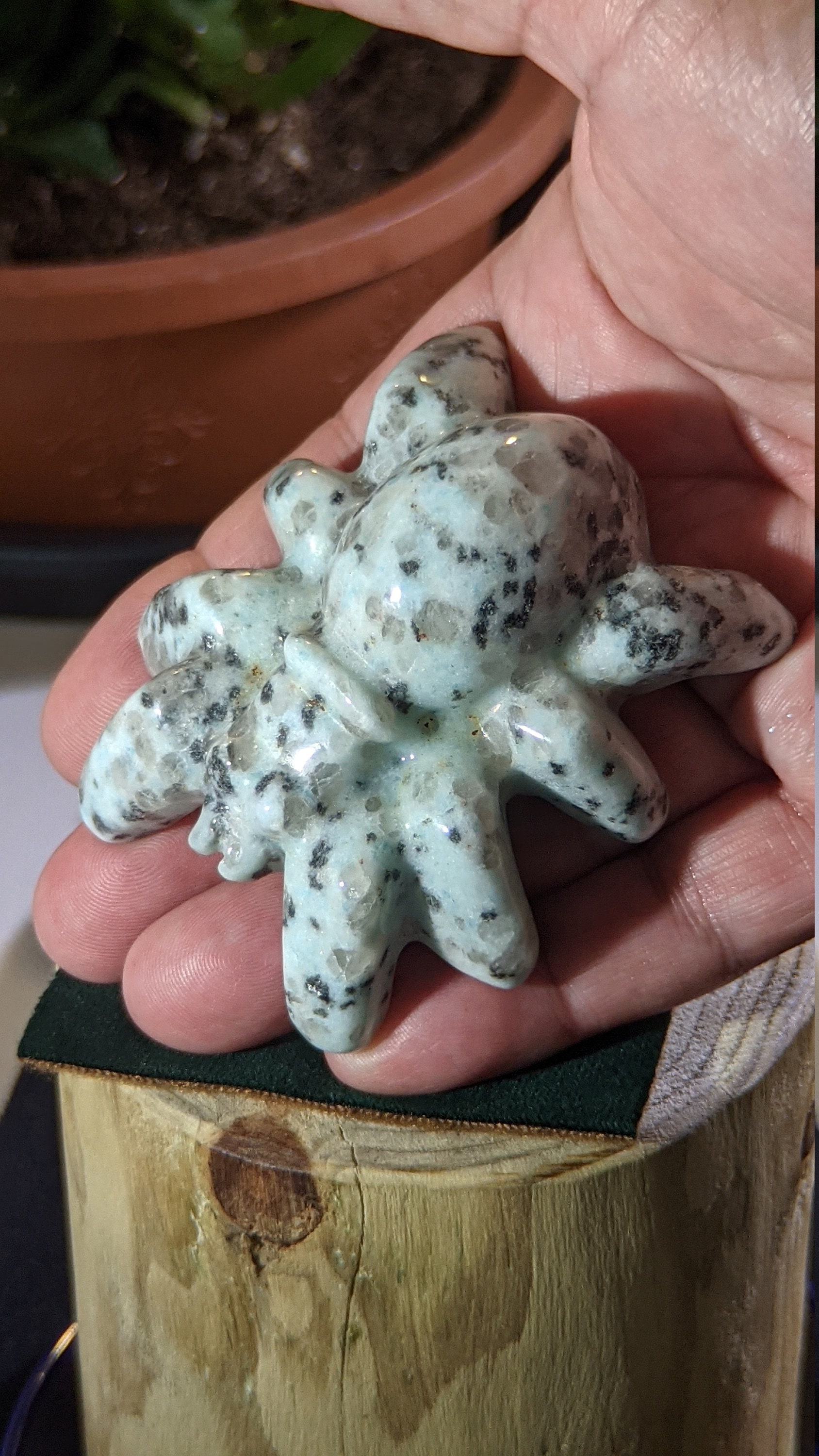 Large Sesame Jasper Stone Carved Spider Carving Crystal Etsy