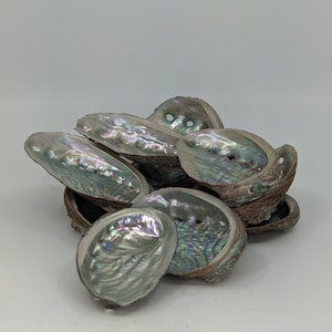 May include: A group of iridescent abalone shells in various sizes and shapes. The shells are a mix of green, blue, and purple hues with a pearlescent finish.