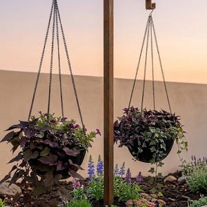 May include: Two hanging black planters filled with lush, dark purple and green foliage suspended from a weathered metal frame. The planters are suspended by chains. The background features a garden with various flowers and plants.