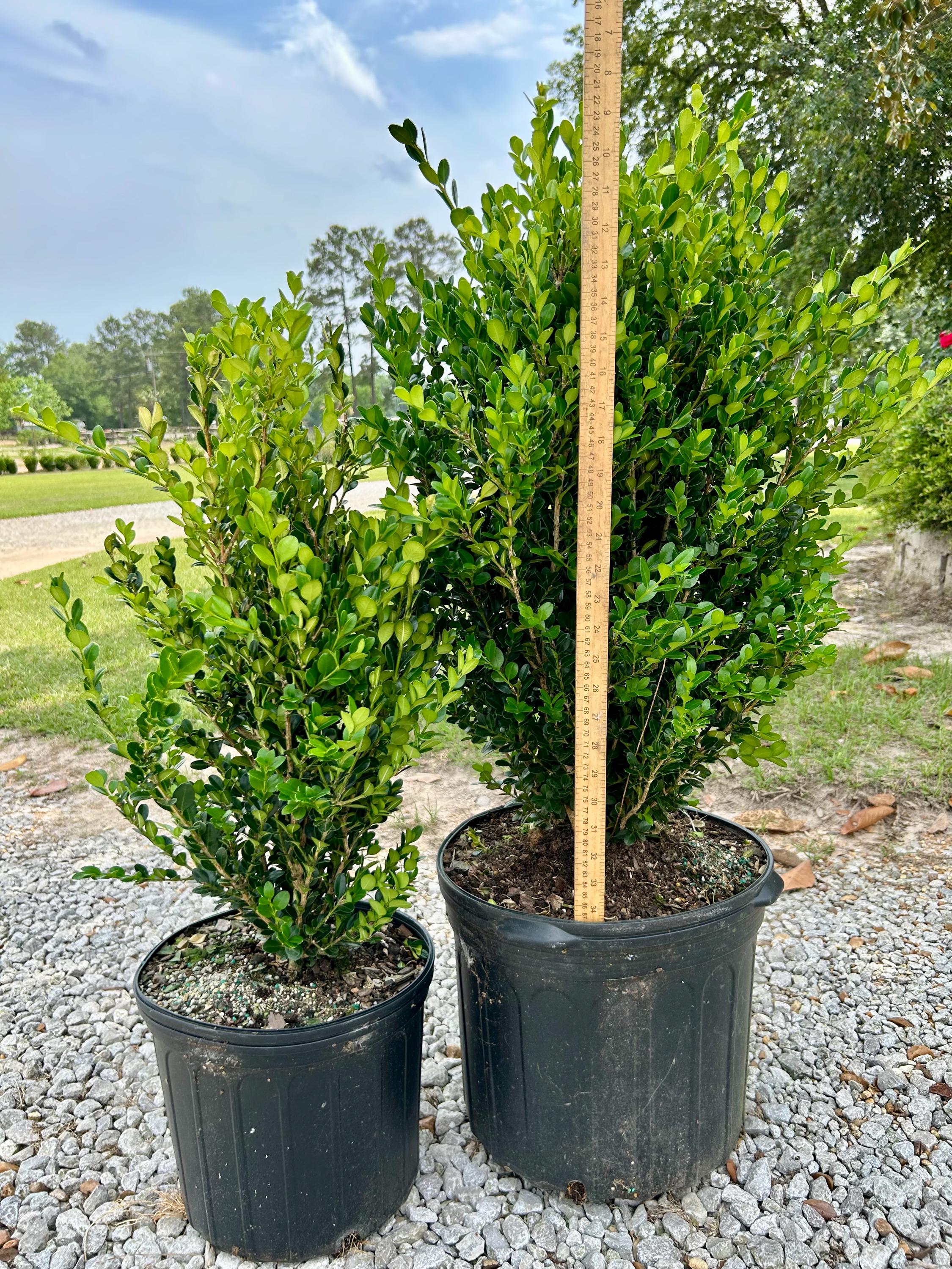 Wintergreen Boxwood, Live Plant, 3 or 7 Gallon Container Size ...
