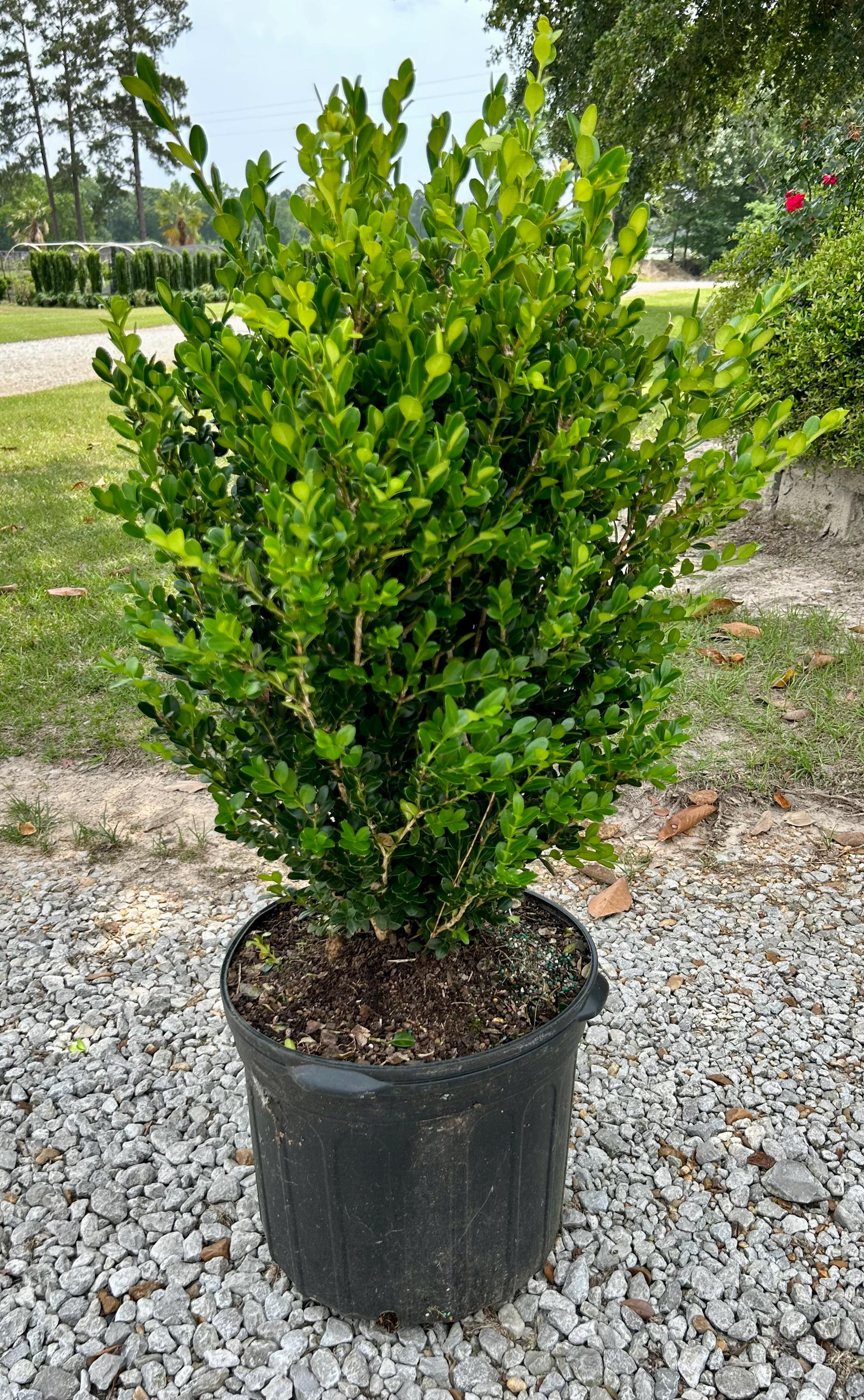 Wintergreen Boxwood, Live Plant, 3 or 7 Gallon Container Size ...