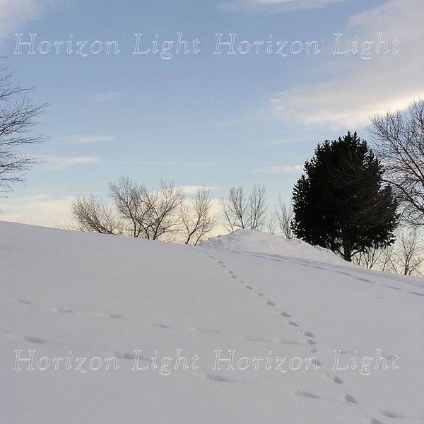 Tracks in Snow, Snow and Trees Photo, Winter Sky Photo, Background Photo, Digital Photo, Brochure Photo, Colorado Photo, Mountain Photo