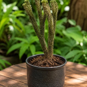 Seltene Huperzia hystrix Lebende Pflanze | Exotischer Bärlapp | Tropische Terrarium Pflanze | Vivarium Arten | Sammler Seltene Pflanze
