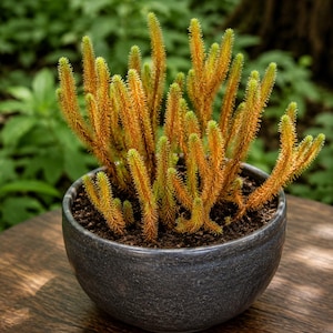 Seltene Huperzia erubescens Lebende Pflanze | Exotischer Bärlapp | Tropische Sammlerpflanze | Terrarium & Vivarium Arten
