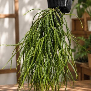 Seltene Huperzia Nummulariifolia Lebende Pflanze | Quaste hängend | Exotisches Keulenmoos | Terrarium & Vivarium Pflanze