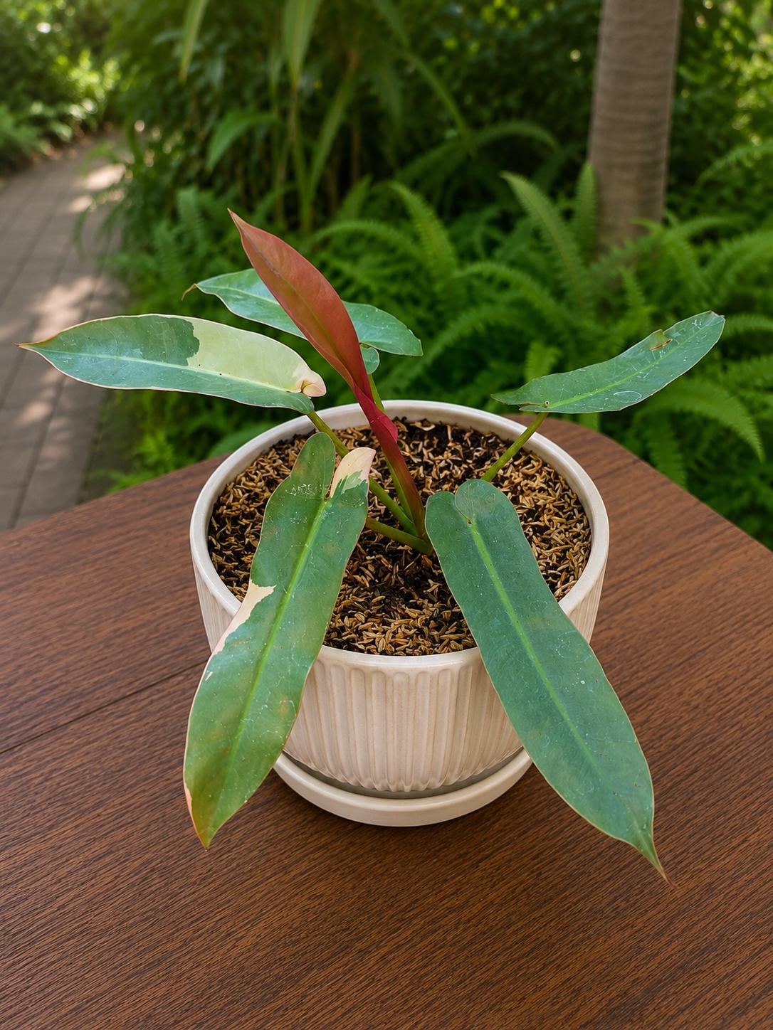 Philodendron atabapoense - Etsy 日本