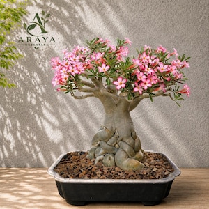 Op de afbeelding: Een Adenium obesum in pot, of woestijnroos, met een dikke, caudex-achtige stam met verstrengelde wortels en talloze kleine, vijfbladige roze bloemen met witte centra. De plant staat in een donkere, rechthoekige bak gevuld met aarde.