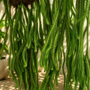 Rare Huperzia Squarrosa Monkey Tail Hanging Plant | Live Tassel Fern for Vivarium & Paludarium
