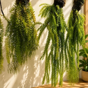 Rare Lycopodium Huperzia Hanging Plant | Live Paludarium, Vivarium & Terrarium Moss