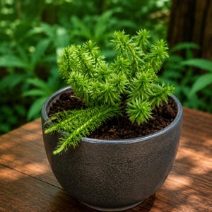 Seltene Huperzia Lucidula Lebende Pflanze | Leuchtendes Moos | Exotische Terrarium & Vivarium Pflanze