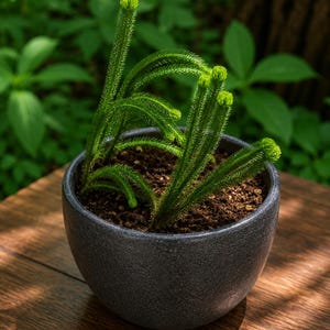 Seltene Huperzia Miyoshiana Lebende Pflanze | Exotisches Keulenmoos | Einzigartige Terrarium & Vivarium Sammler Pflanze