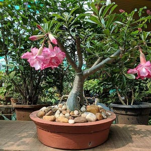 Op de afbeelding: Een woestijnroos met een dikke, bolvormige stam en groene bladeren, voorzien van trossen trompetvormige roze en witte bloemen. De plant staat in een ronde, terracotta-kleurige pot gevuld met gladde, lichtgekleurde rivierstenen.
