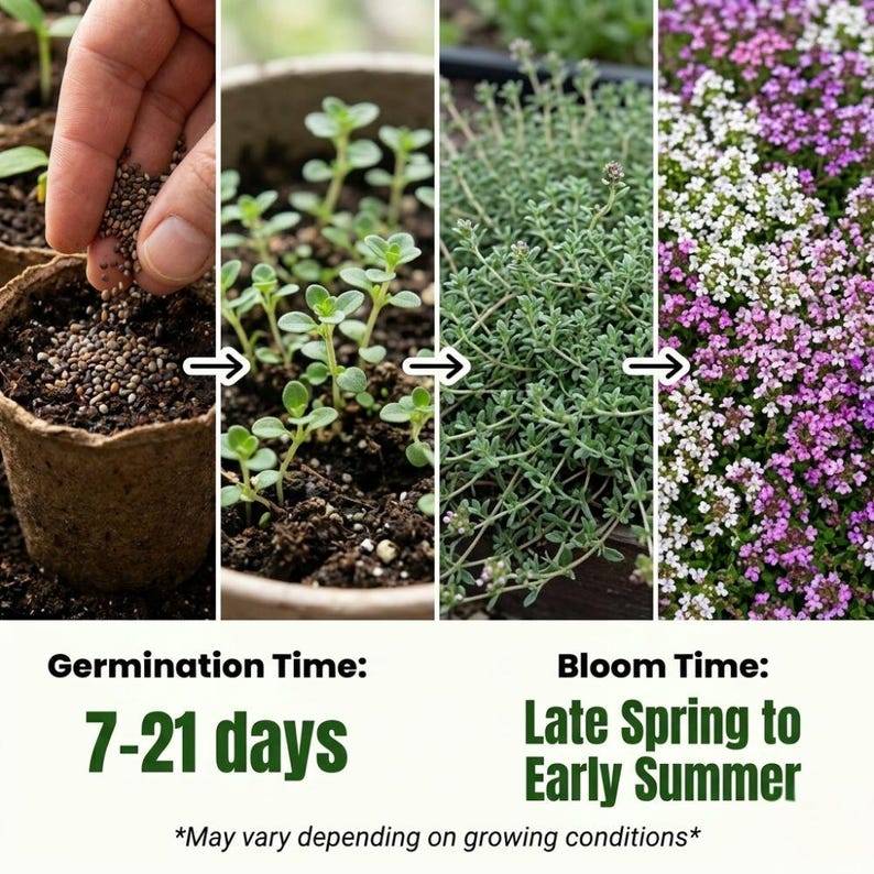 Creeping Thyme Mix Seeds, Ground Cover for Garden Paths (1000- 4000