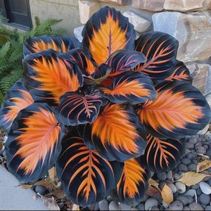 Bare Root Hosta Plants Live Shade Perennial Garden Foliage Border Plant