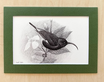 ORIGINAL bird art — Hawai’i Mamo in black pen, 5” x 3.5” inside frame