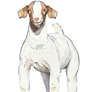 May include: Watercolour illustration of a goat with a white body and brown ears and face. The goat is standing and facing forward. The text "LIVESTOCK DIGITAL ART CO." is printed on the goat's body.