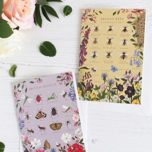 Bees & Insects Nature Guide Note Cards Pack of 2