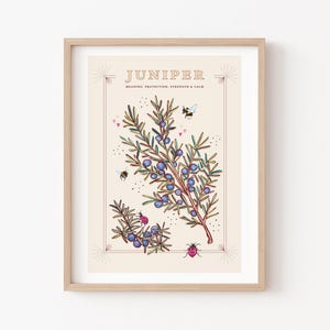 Può includere: Una stampa botanica incorniciata con un ramo di ginepro con bacche blu, api e coccinelle. La parola "JUNIPER" è in alto, con "MEANING, PROTECTION, STRENGTH & CALM" sotto. L'opera d'arte è di colore beige chiaro.