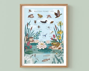 Pond Life Wall Art Print, Nature Poster of British Pond Life, Frogs, Toads and Newts