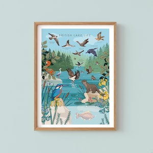 Stampa artistica da parete "Lake Life", poster naturalistico con fauna selvatica, uccelli e animali dei laghi britannici