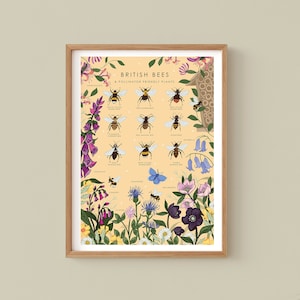Poster sulle api, stampa di bombi e fiori selvatici amici degli impollinatori, stampa botanica della guida naturalistica sulle api britanniche